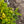 Load image into Gallery viewer, Taunton Yew