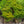 Load image into Gallery viewer, Taunton Yew