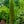 Load image into Gallery viewer, Taylor Eastern Red Cedar