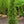 Load image into Gallery viewer, Taylor Eastern Red Cedar