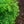 Load image into Gallery viewer, Taylor Eastern Red Cedar