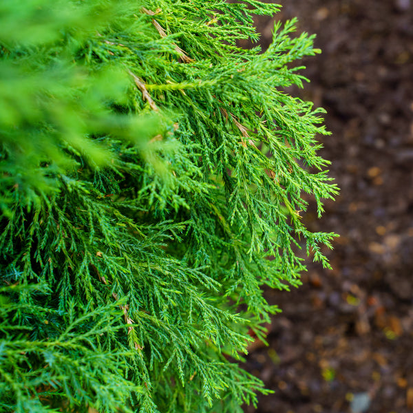 Taylor Eastern Red Cedar