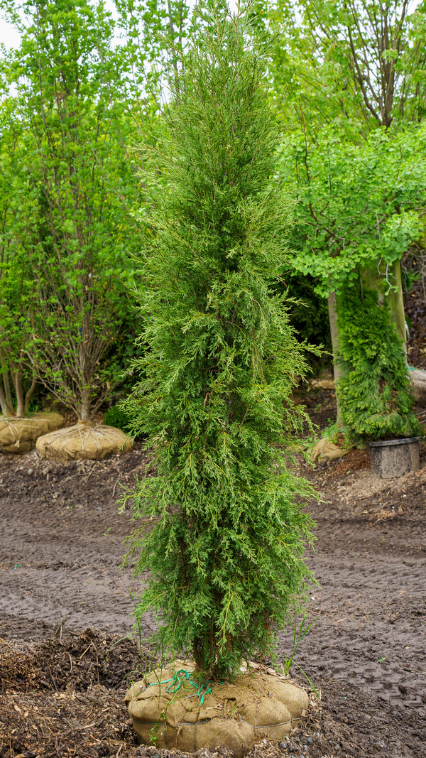 Taylor Eastern Red Cedar