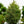 Load image into Gallery viewer, Blue Teardrop Spruce - Spruce - Conifers

