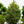 Load image into Gallery viewer, Blue Teardrop Spruce - Spruce - Conifers
