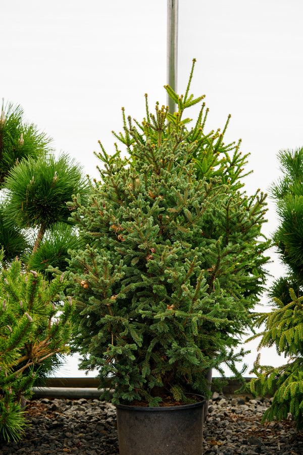 Blue Teardrop Spruce - Spruce - Conifers