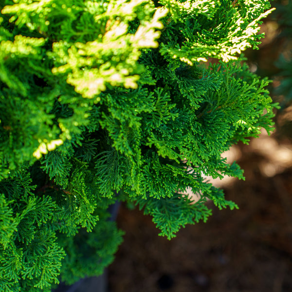 Tempelhof Hinoki Cypress