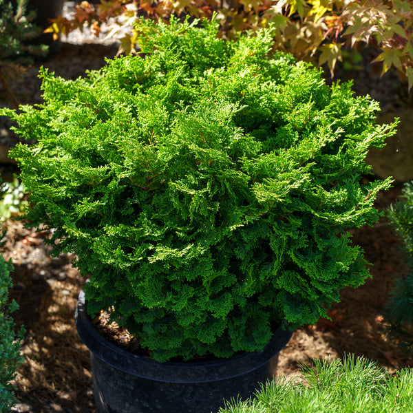 Tempelhof Hinoki Cypress