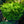 Load image into Gallery viewer, Tempelhof Hinoki Cypress