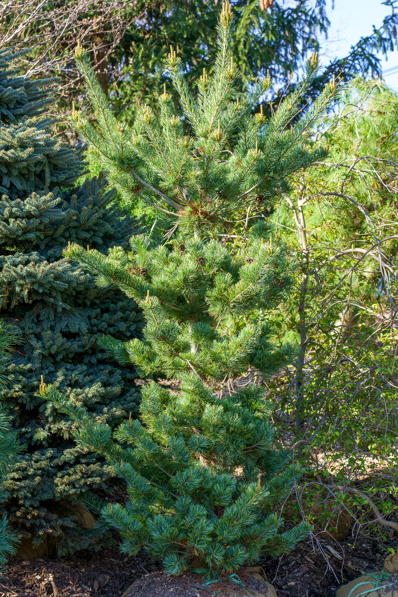 五葉松　Japanese White Pine □五葉松 Japanese White Pine - 東京盆栽日記～はさみ作りと豆