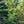 Load image into Gallery viewer, Tempelhof Japanese White Pine - Pine - Conifers