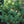 Load image into Gallery viewer, Tempelhof Japanese White Pine - Pine - Conifers