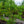 Load image into Gallery viewer, Temple Of Bloom Seven-Son Flower