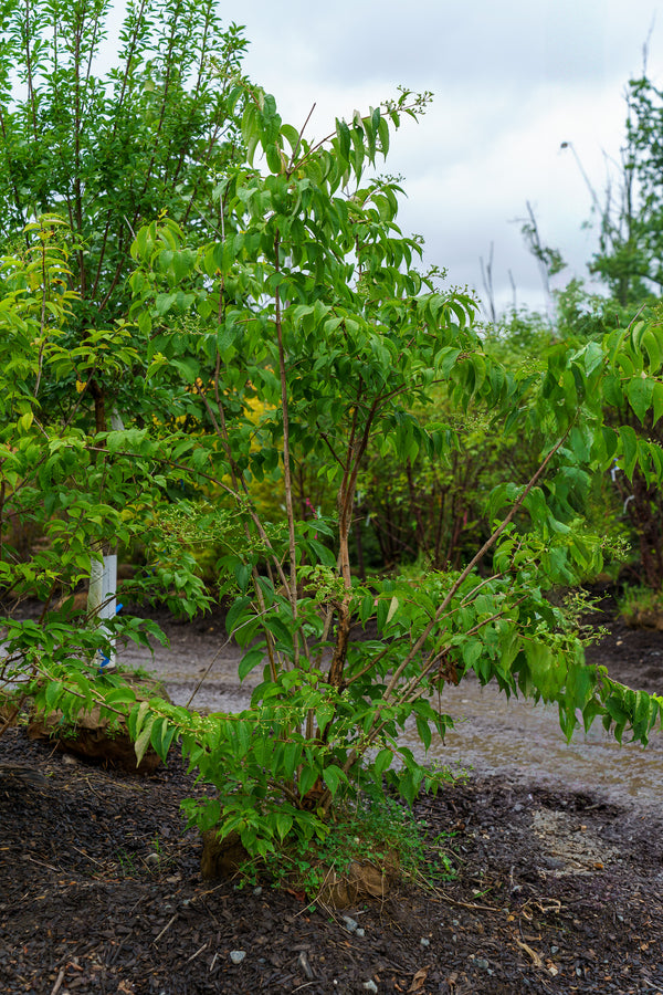 Temple Of Bloom Seven-Son Flower