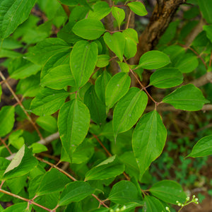 Temple Of Bloom Seven-Son Flower