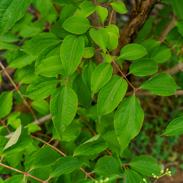 Temple Of Bloom Seven-Son Flower