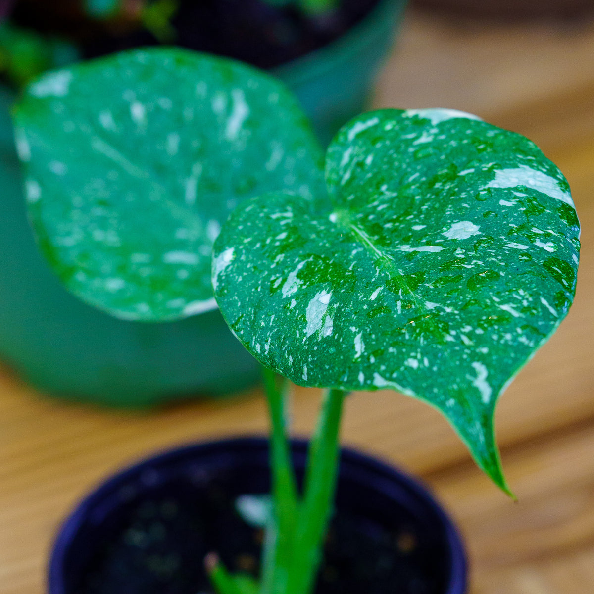 Thai Constellation Monstera – Plant Detectives