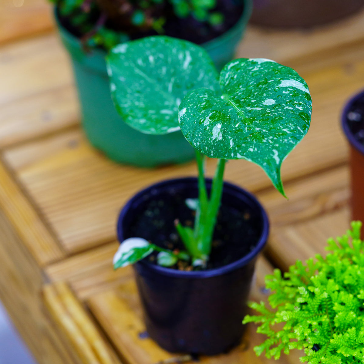 Thai Constellation Monstera  Plant Detectives