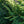 Load image into Gallery viewer, The Limey Norway Spruce