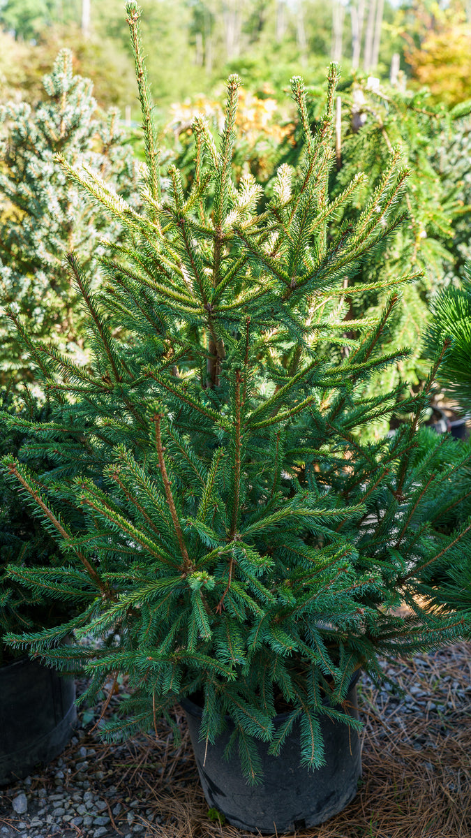 【グリーンキャップ】スモーキークォーツ スイス産 125×75×32mm The Limey Norway Spruce – Plant Detectives
