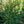 Load image into Gallery viewer, The Limey Norway Spruce