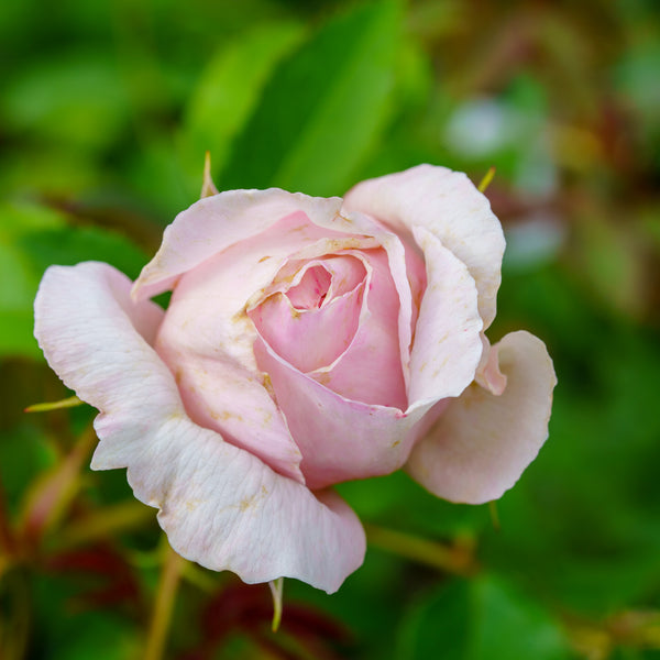 The Wedgwood English Climbing Rose
