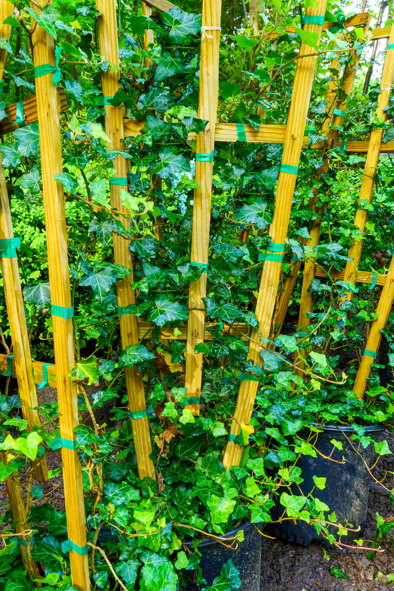 Thorndale English Ivy – Plant Detectives
