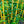 Load image into Gallery viewer, Thorndale English Ivy - Vines & Climbers - Perennials