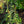 Load image into Gallery viewer, Thorndale English Ivy