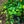 Load image into Gallery viewer, Thorndale English Ivy - Vines & Climbers - Perennials