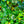 Load image into Gallery viewer, Thorndale English Ivy - Vines & Climbers - Perennials