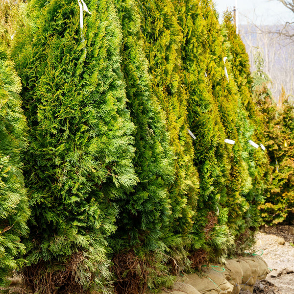 Emerald Green Arborvitae - Arborvitae - Conifers