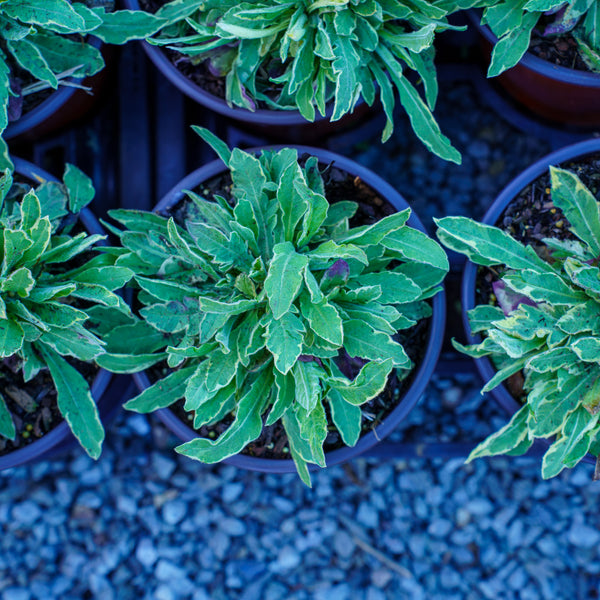Thunder Lightning Macedonian Scabious