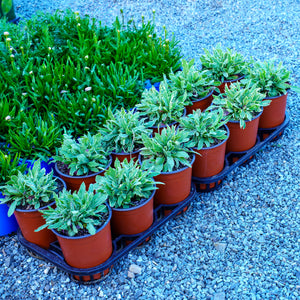 Thunder Lightning Macedonian Scabious
