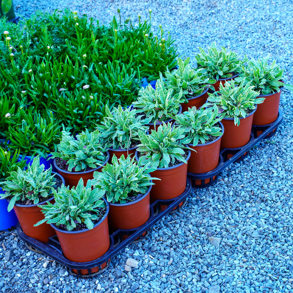 Thunder Lightning Macedonian Scabious