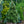 Load image into Gallery viewer, Thunderhead Japanese Black Pine - Pine - Conifers