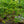 Load image into Gallery viewer, Minhep Seven-Son Flower