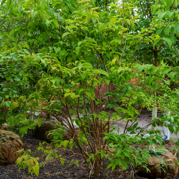 Minhep Seven-Son Flower