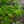 Load image into Gallery viewer, Minhep Seven-Son Flower