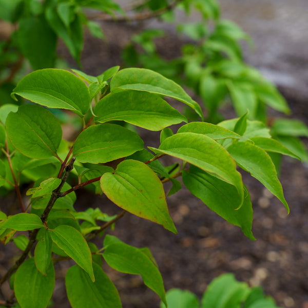 Minhep Seven-Son Flower