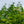 Load image into Gallery viewer, Minhep Seven-Son Flower