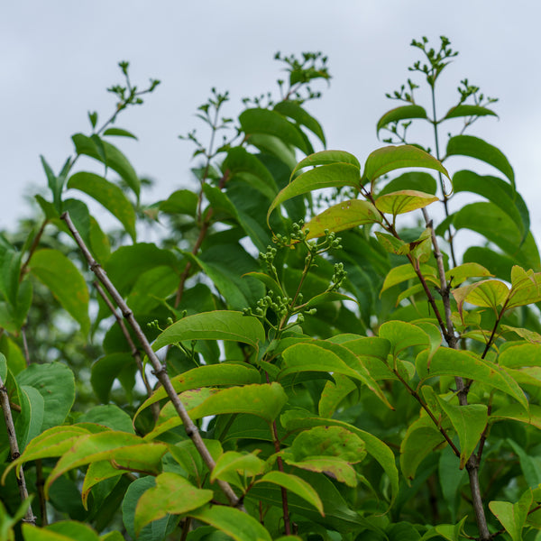 Minhep Seven-Son Flower