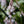 Load image into Gallery viewer, Sugar & Spice Foamflower - Early Spring Other Perennials - Perennials