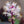 Load image into Gallery viewer, Sugar & Spice Foamflower - Early Spring Other Perennials - Perennials
