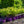 Load image into Gallery viewer, Tiger Eyes Staghorn Sumac