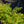 Load image into Gallery viewer, Tiger Eyes Staghorn Sumac