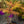 Load image into Gallery viewer, Tiger Eyes Staghorn Sumac