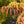 Load image into Gallery viewer, Tiger Eyes Staghorn Sumac