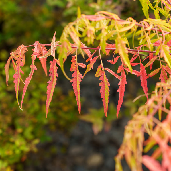 Tiger Eyes Staghorn Sumac