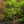 Load image into Gallery viewer, Tiger Rose Japanese Maple